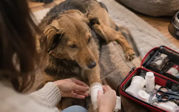Jak poskytnout psovi první pomoc doma před cestou k veterináři v Liberci